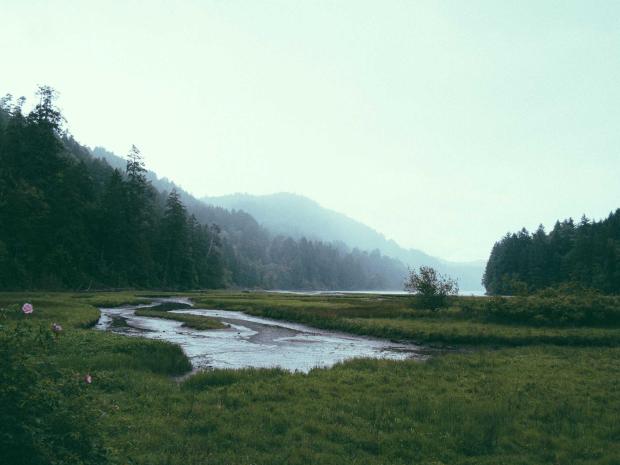 Prairie avec une rivière qui coule, photographiée dans le brouillard